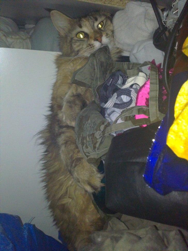 Maine Coon Piña Colada billede 16