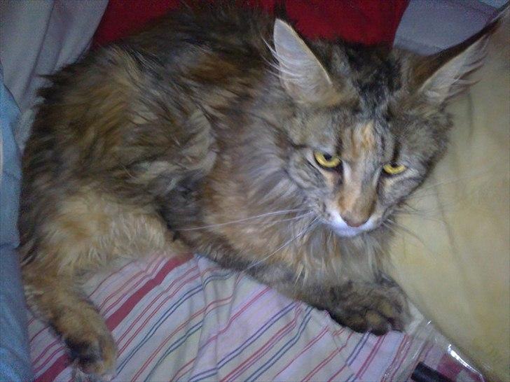 Maine Coon Piña Colada billede 17