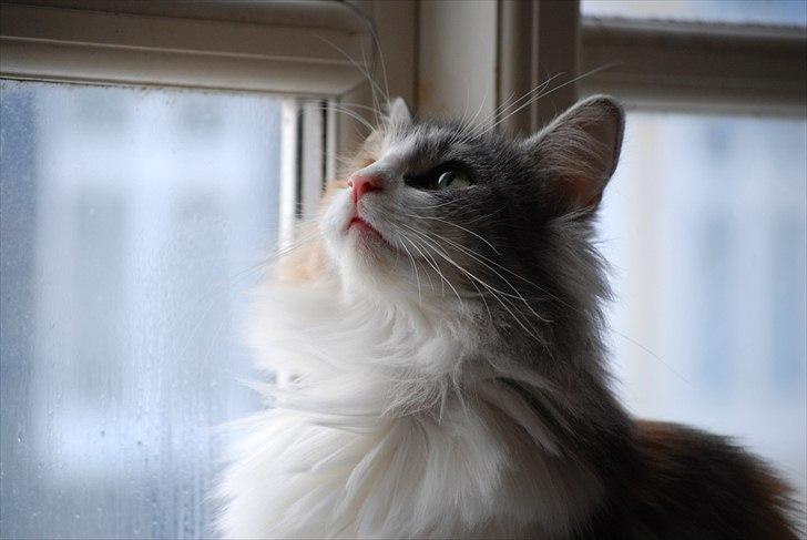 Norsk Skovkat DK*Fabis Miss Fancy Girl †  billede 1