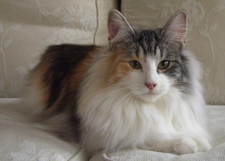 Norsk Skovkat DK*Fabis Miss Fancy Girl †  billede 5