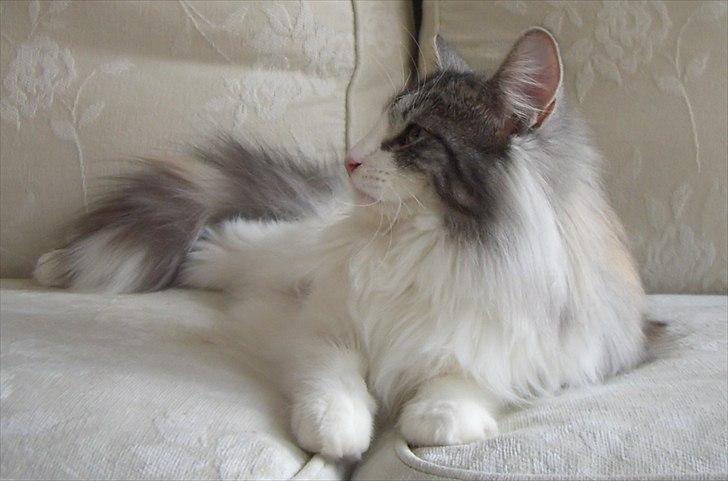 Norsk Skovkat DK*Fabis Miss Fancy Girl †  billede 6