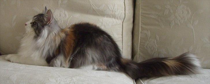 Norsk Skovkat DK*Fabis Miss Fancy Girl †  billede 8