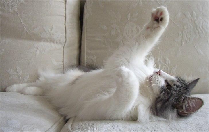 Norsk Skovkat DK*Fabis Miss Fancy Girl †  billede 9