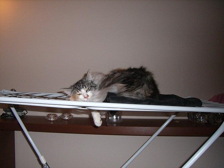 Norsk Skovkat DK*Fabis Miss Fancy Girl †  billede 10