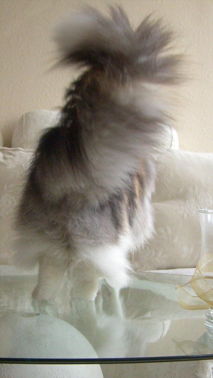 Norsk Skovkat DK*Fabis Miss Fancy Girl †  billede 11