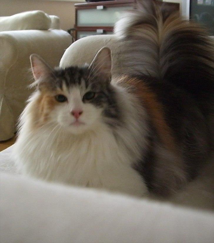 Norsk Skovkat DK*Fabis Miss Fancy Girl †  billede 12