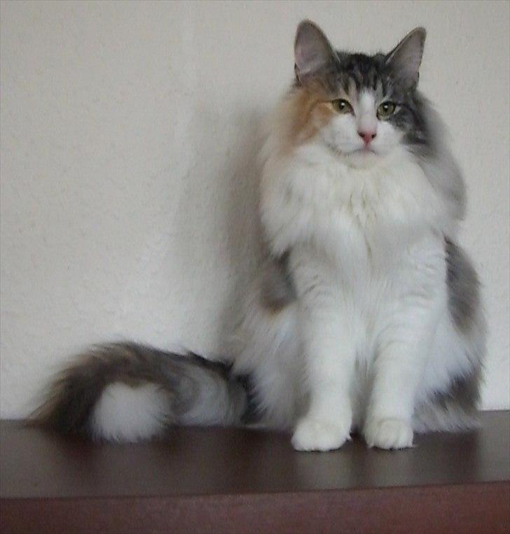 Norsk Skovkat DK*Fabis Miss Fancy Girl †  billede 13