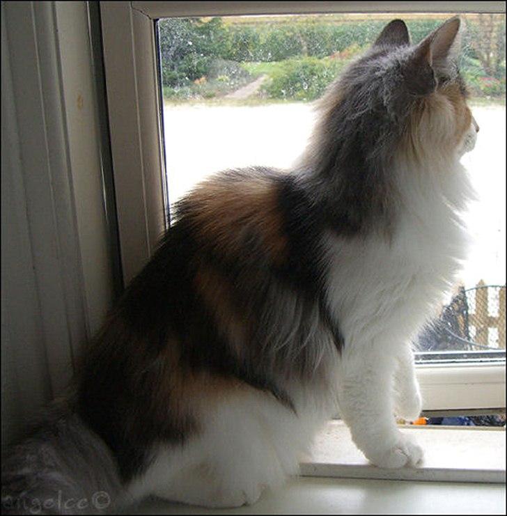 Norsk Skovkat DK*Fabis Miss Fancy Girl †  billede 14