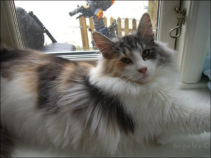 Norsk Skovkat DK*Fabis Miss Fancy Girl †  billede 15