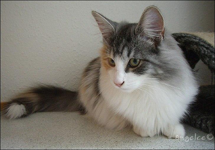 Norsk Skovkat DK*Fabis Miss Fancy Girl †  billede 17