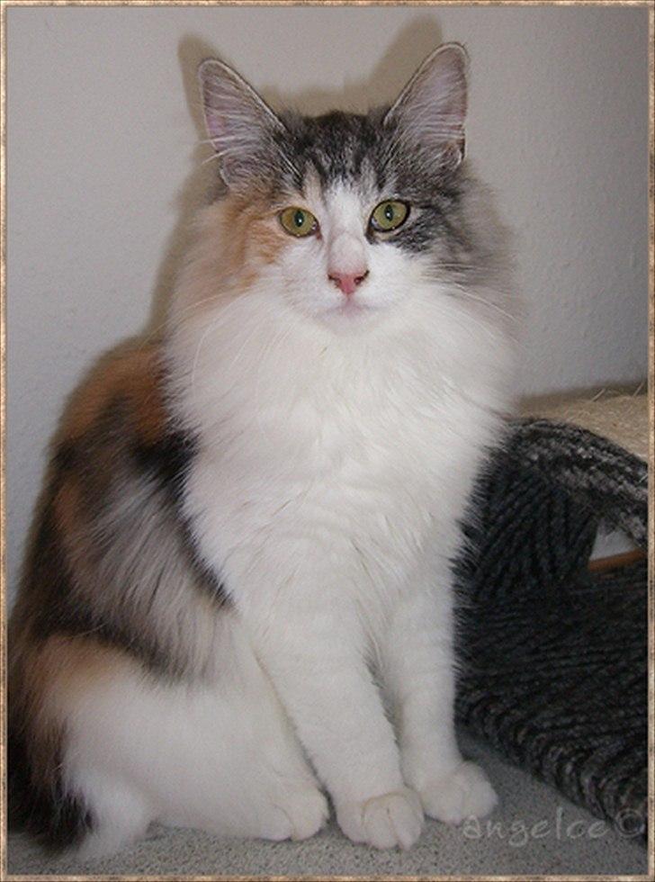 Norsk Skovkat DK*Fabis Miss Fancy Girl †  billede 18