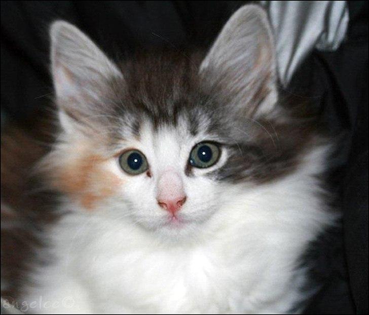 Norsk Skovkat DK*Fabis Miss Fancy Girl †  billede 19