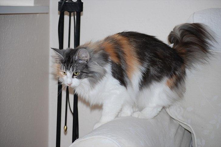 Norsk Skovkat DK*Fabis Miss Fancy Girl †  billede 4