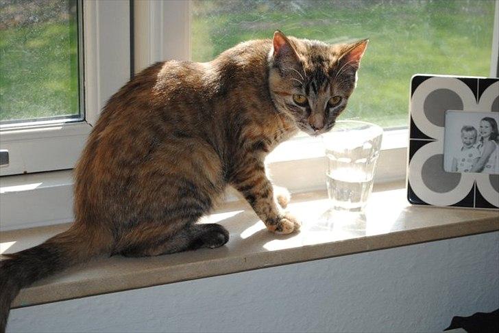 Blanding af racer Bodil billede 5