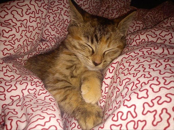 Blanding af racer Bodil billede 6