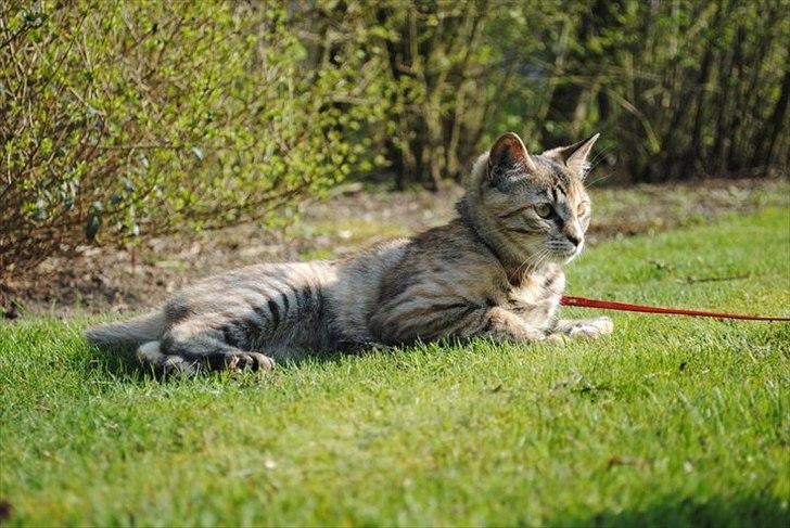 Blanding af racer Bodil billede 7