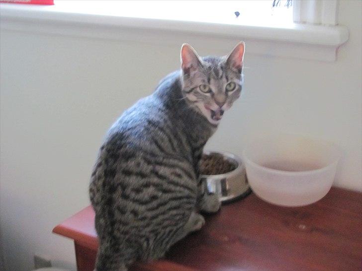 Huskat Batman billede 6