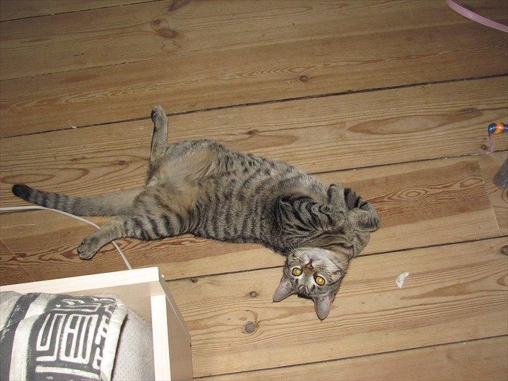 Huskat Batman billede 7