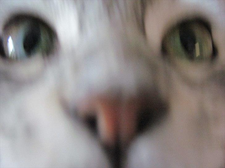 Maine Coon DK Proud Danish Lady billede 8