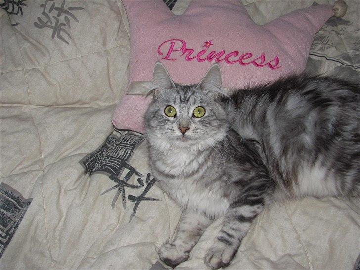 Maine Coon DK Proud Danish Lady billede 9