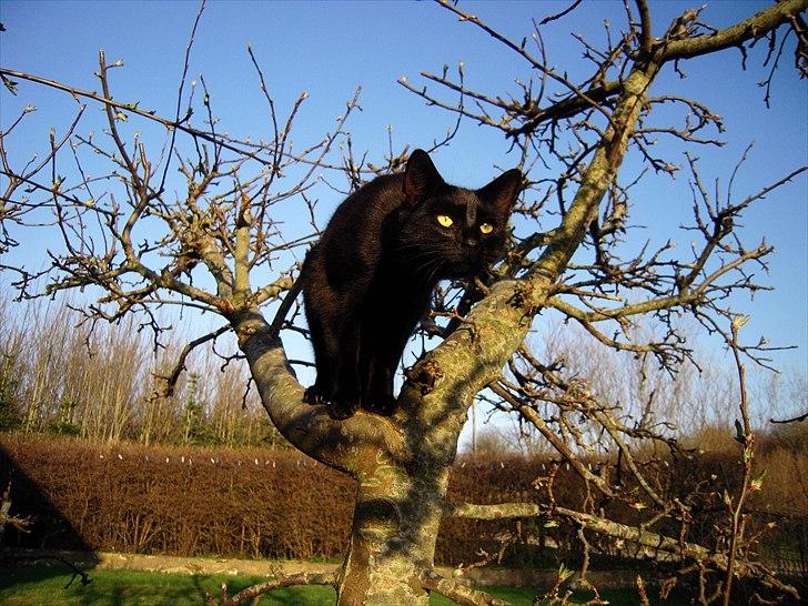 Huskat Bølle - Hehe.. Bølle har fået øje på noget spændende, og gør sig klar til angreb! :) billede 12