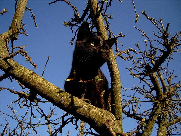 Huskat Bølle - Bølle har sat sig godt til rette og nyder sommeren :) billede 18