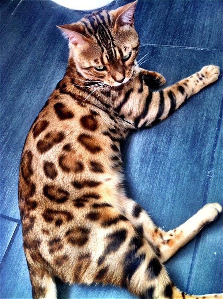 Bengal R.I.P. Captain  billede 3