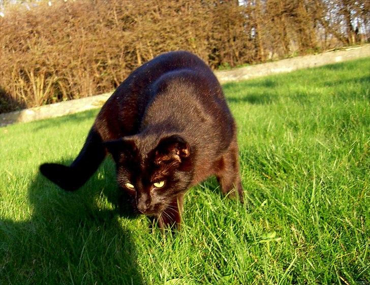 Huskat Bølle - Bølle er ved at snige sig ind på sin søster Tulle :D billede 19