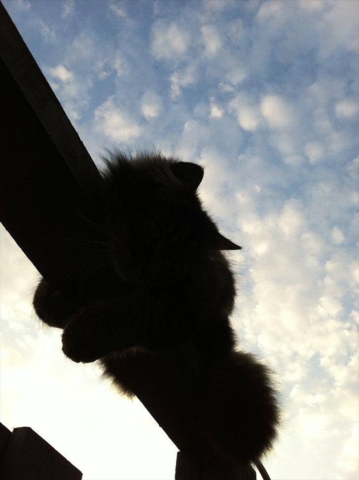 Maine Coon Ludo billede 7