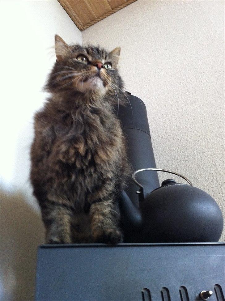 Maine Coon Ludo billede 8