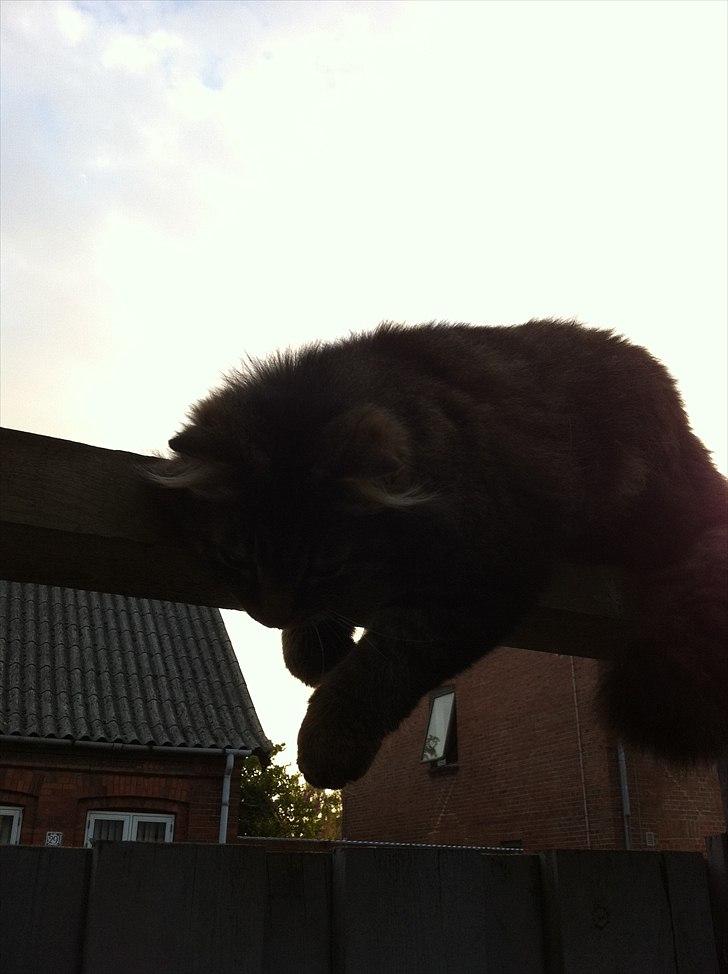 Maine Coon Ludo billede 9