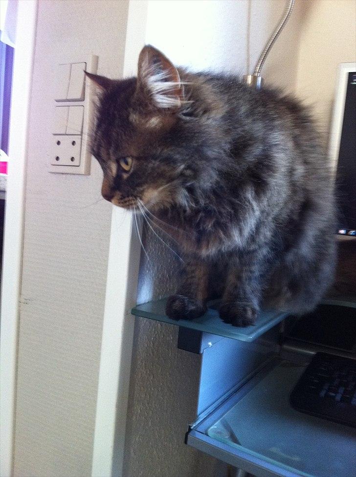 Maine Coon Ludo billede 10