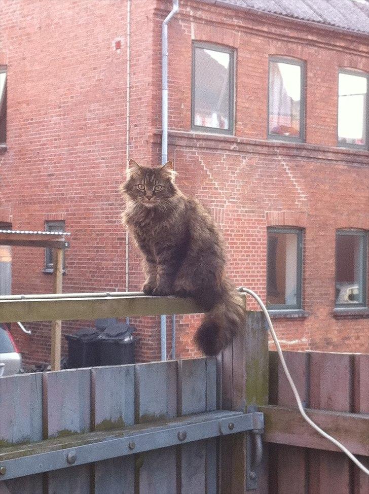 Maine Coon Ludo billede 11