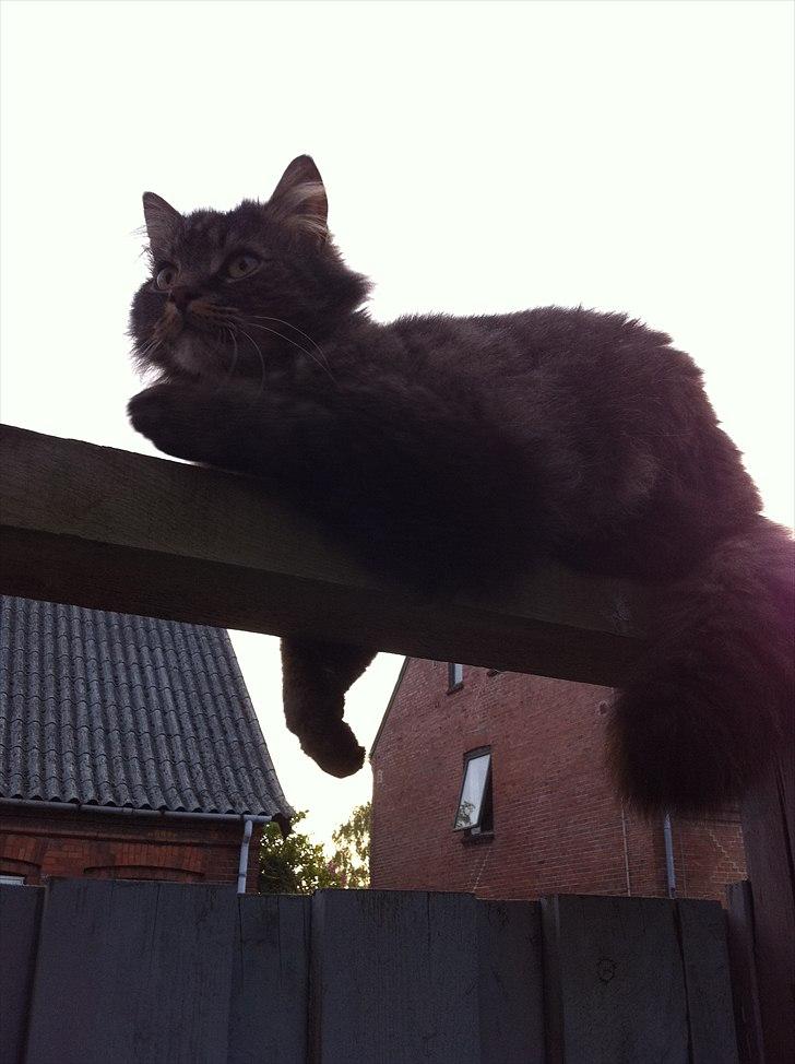 Maine Coon Ludo - man ligger godt. billede 12