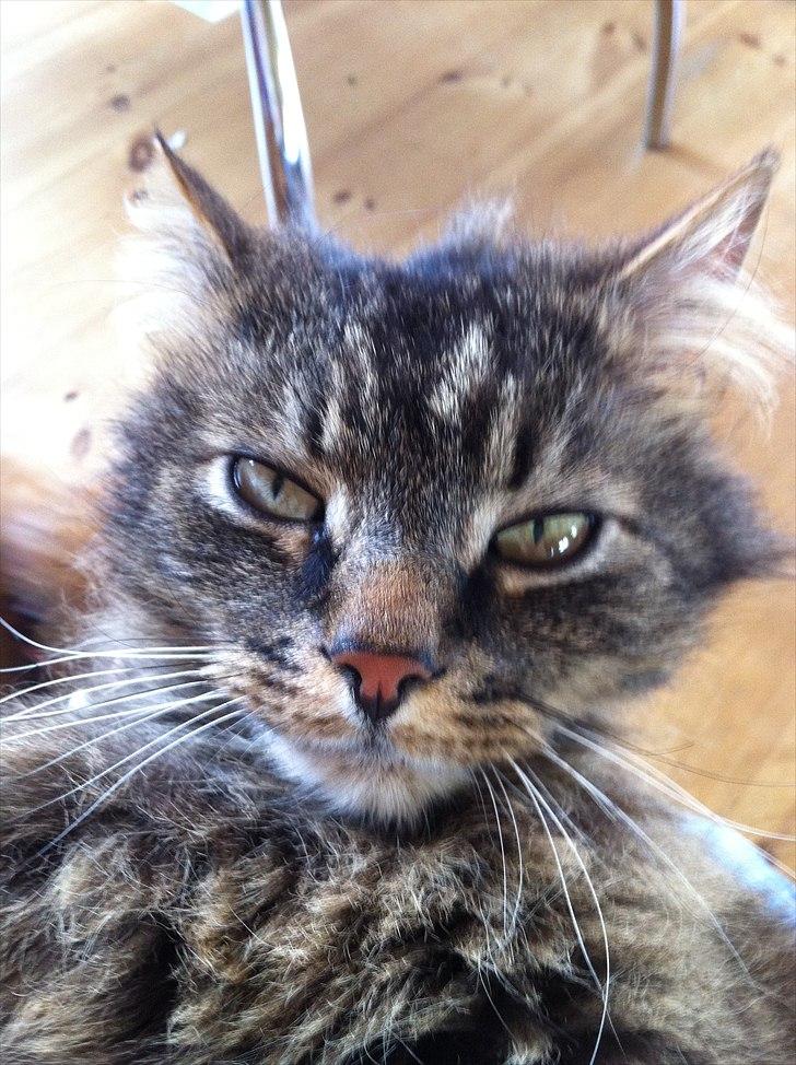 Maine Coon Ludo billede 13