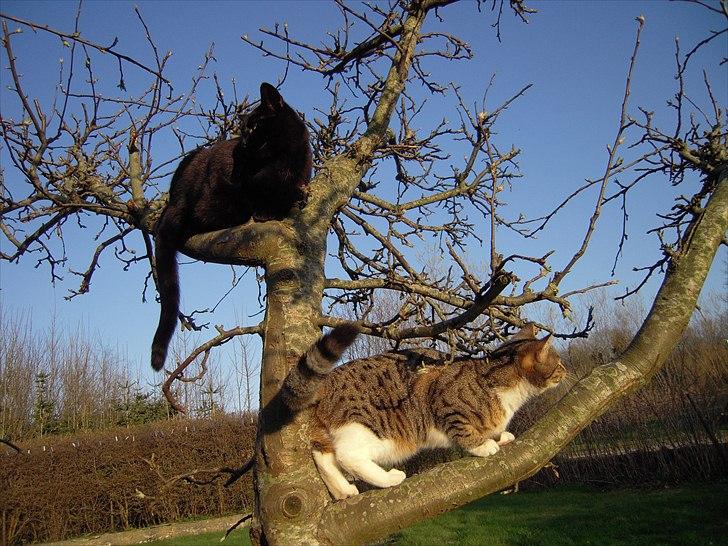 Huskat Bølle - De to søskende hygger sig sammen :D billede 20