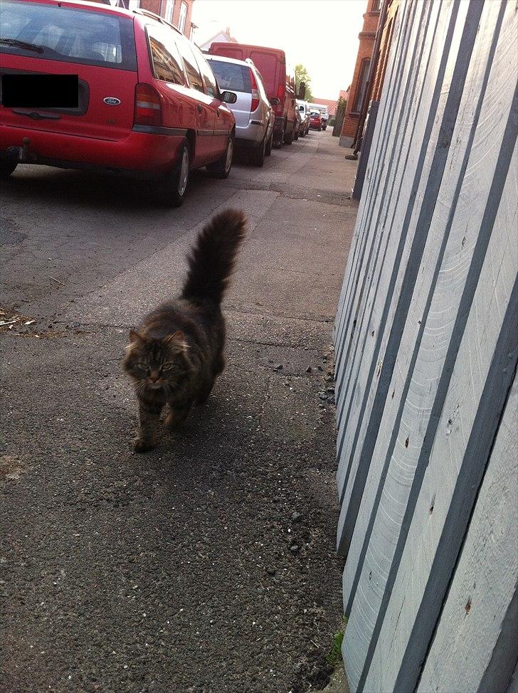 Maine Coon Ludo - hvem sagde maad! billede 14