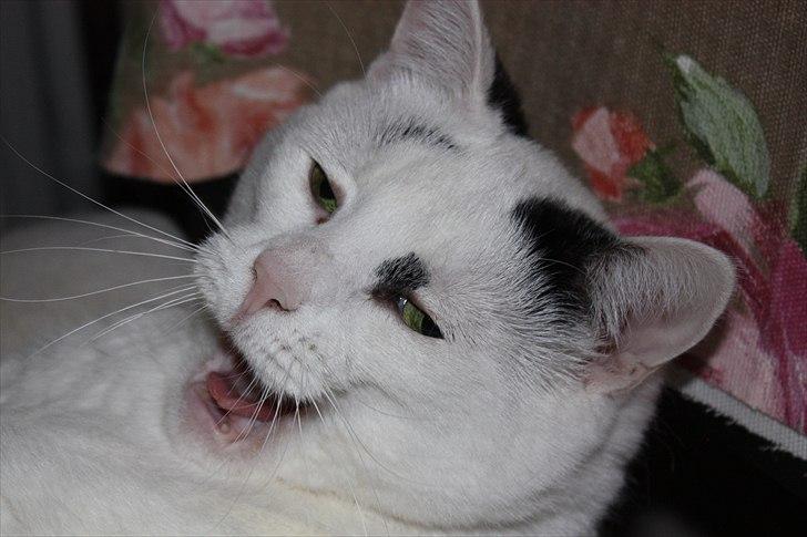 Huskat Kaninskind *20.07 2004* - Her sidder jeg og venter på mad... hvor lang tid skal der gå???
December 2010 billede 3