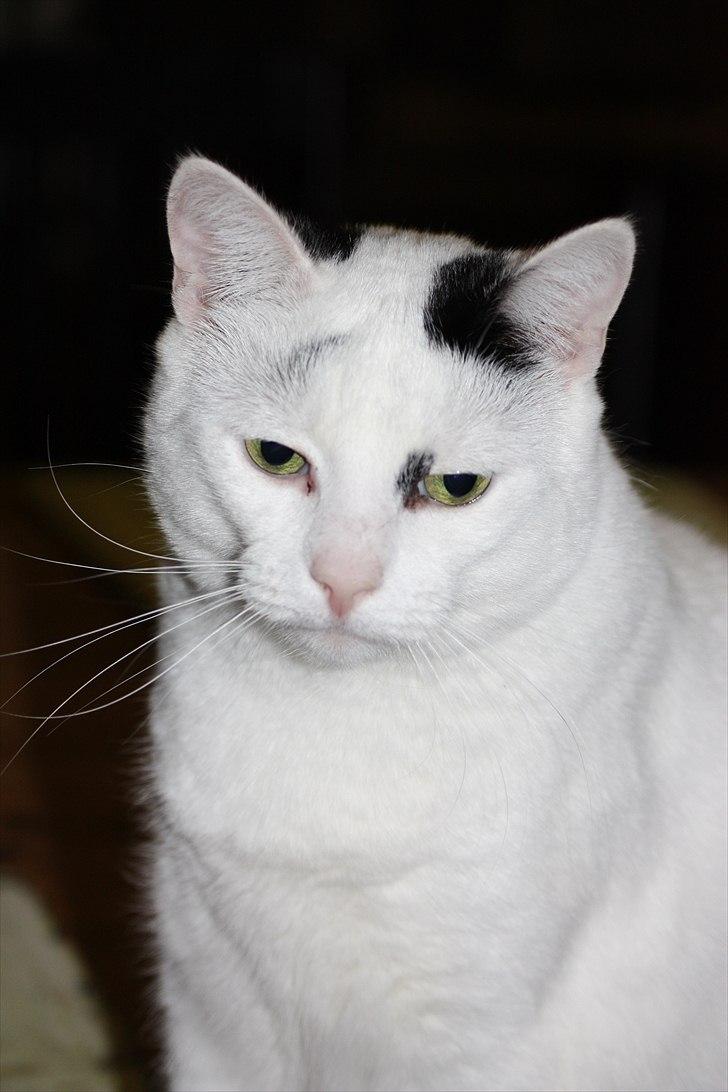 Huskat Kaninskind *20.07 2004* billede 4