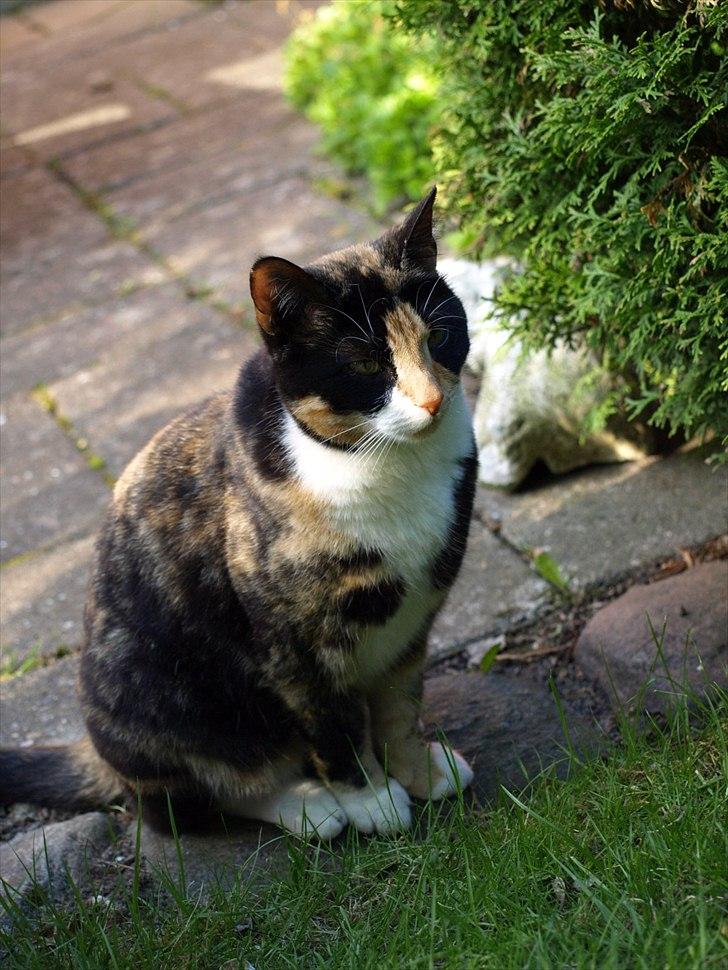 Huskat Wilma billede 17