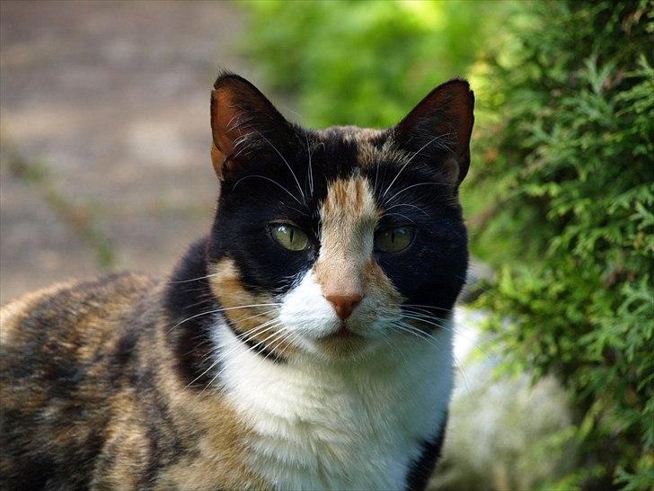 Huskat Wilma billede 1