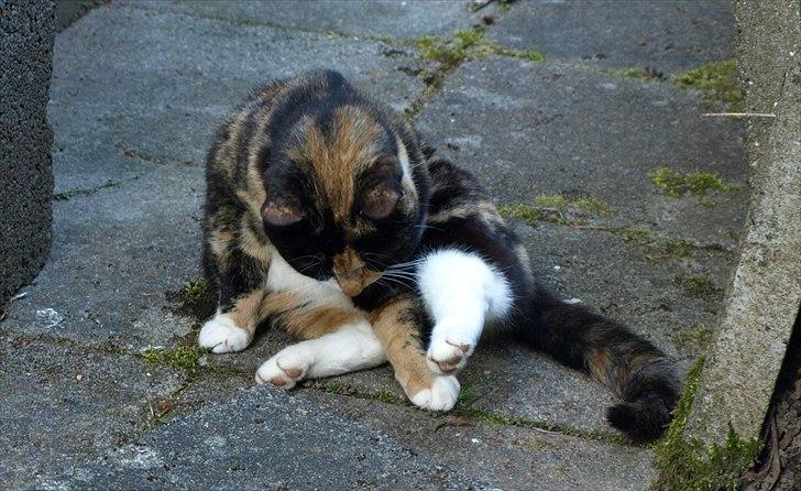 Huskat Wilma billede 18