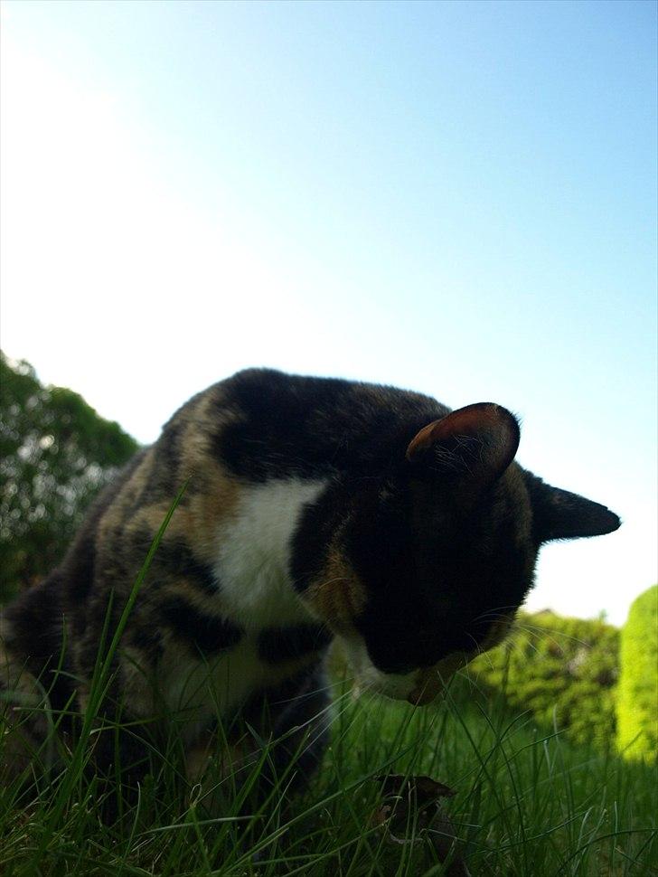 Huskat Wilma billede 19