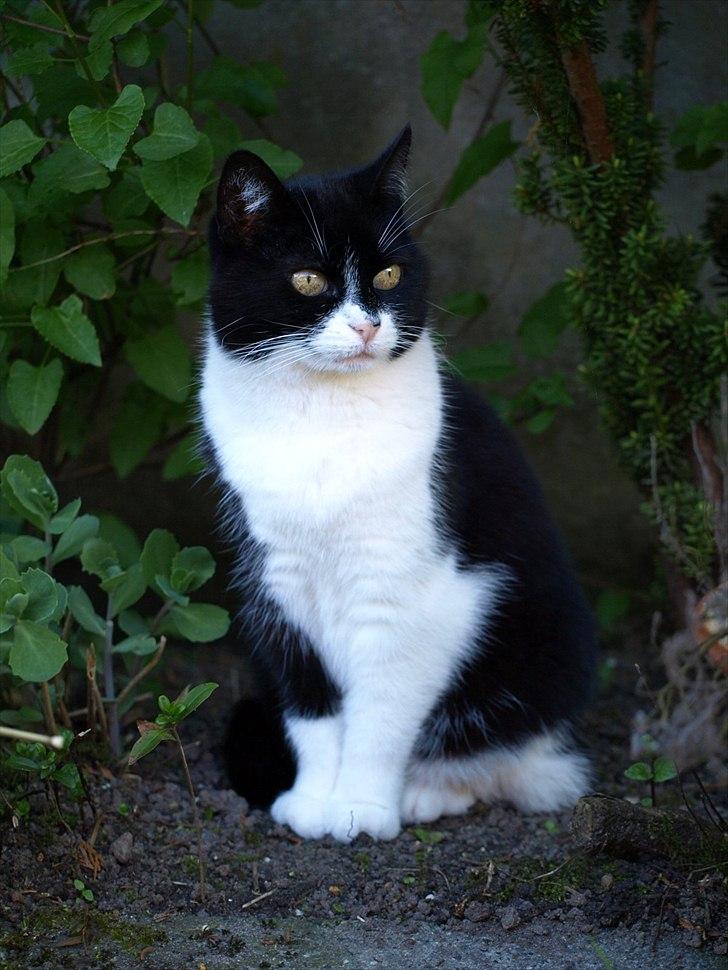 Huskat Figaro billede 12