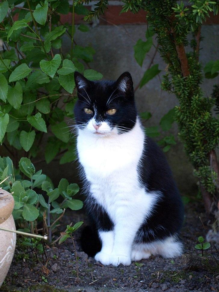 Huskat Figaro billede 7