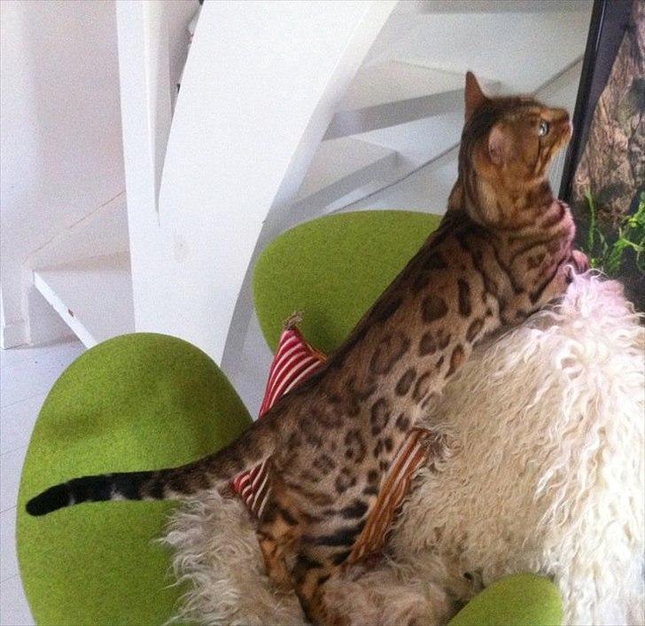 Bengal R.I.P. Captain  billede 11