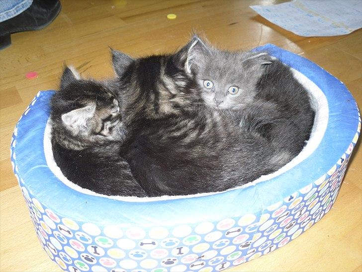 Blanding af racer Mille - Knap 6 uger - her med alle sine søskende billede 4