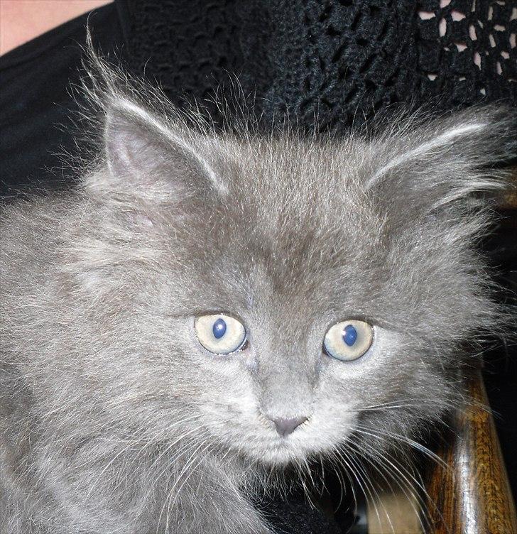 Blanding af racer Mille - knap 6 uger gammel billede 5