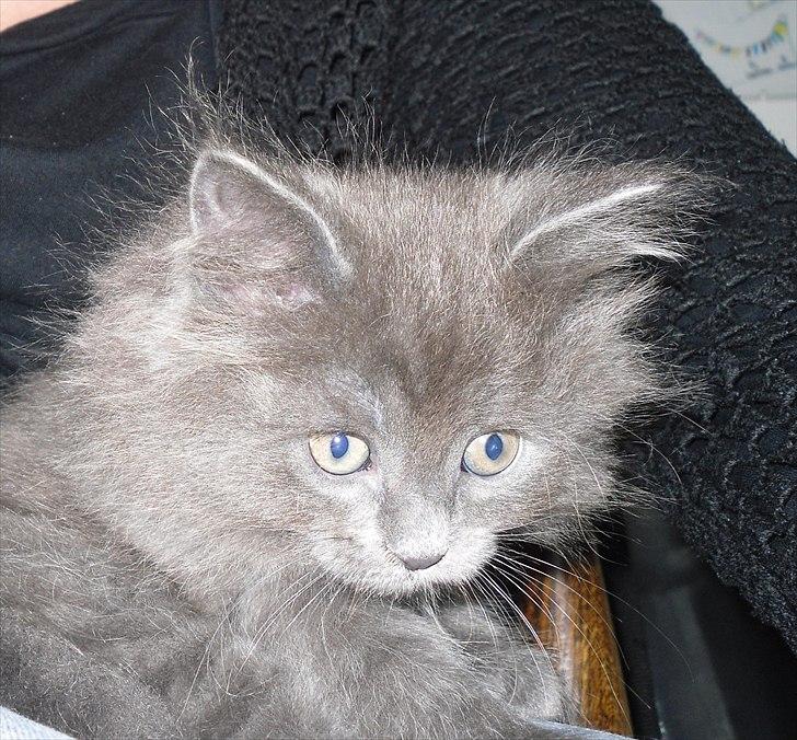 Blanding af racer Mille billede 6