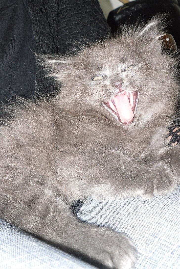 Blanding af racer Mille billede 7